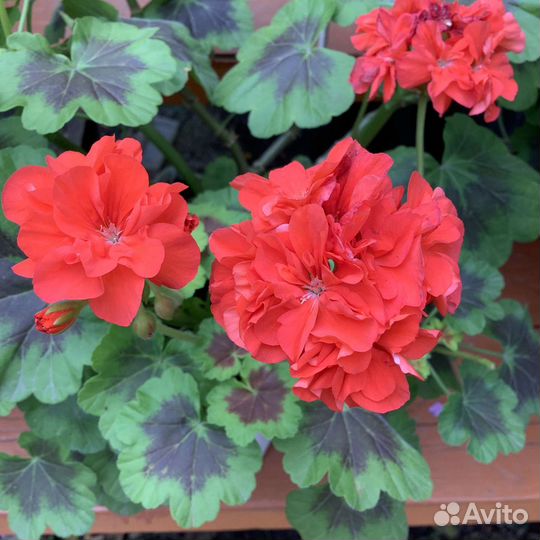 Пеларгонии сортовые