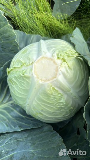 Капуста сетевая