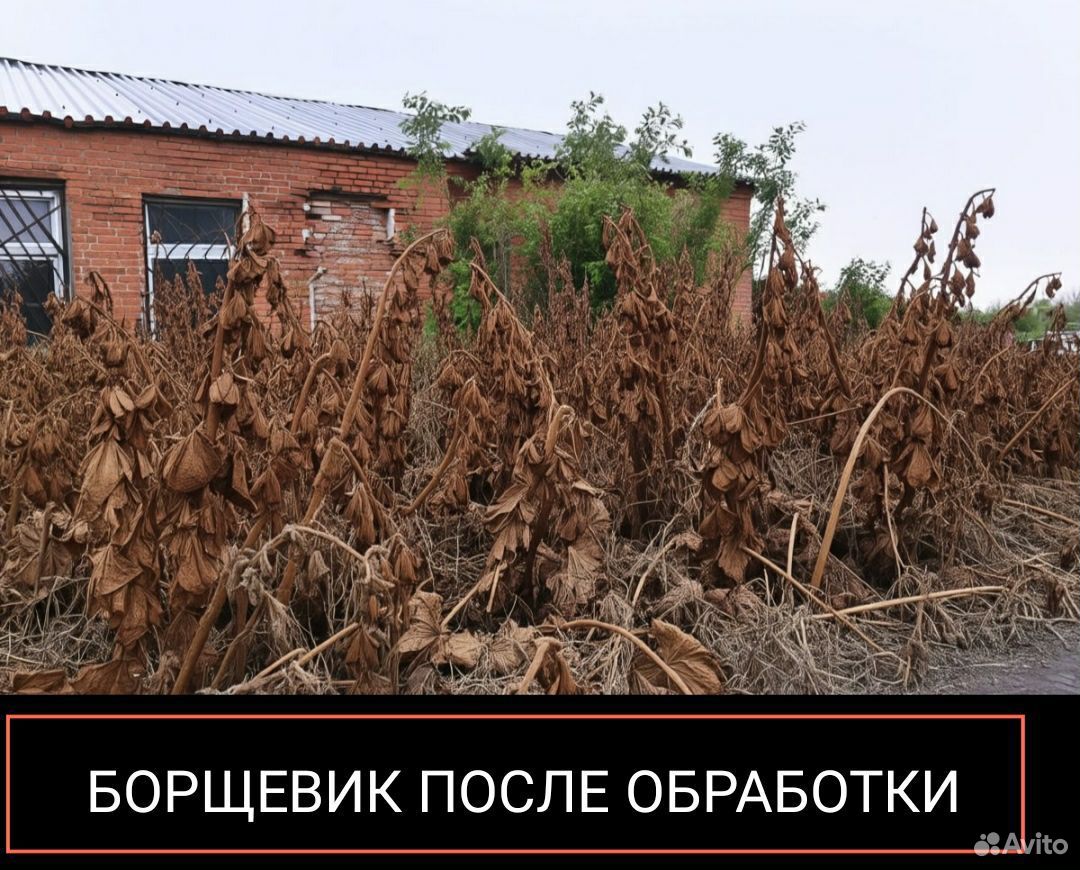 Средство от Клёна купить в Ярославле по низкой цене | Товары для дома и ...