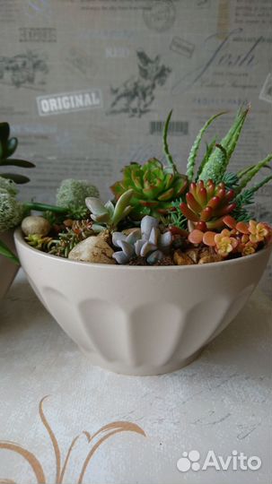 Флорариум суккуленты