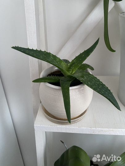 Алоэ вера растение