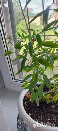 Комнатные цветы шефлера