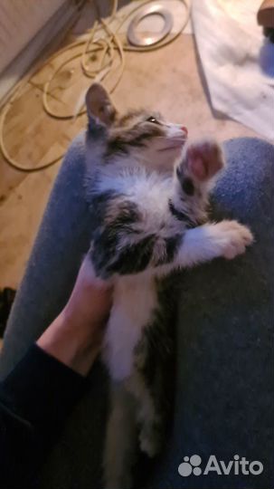 Котята в добрые руки бесплатно