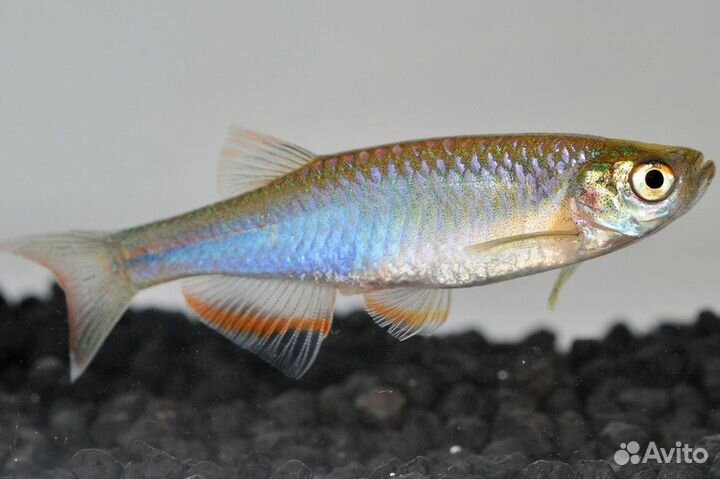 Аквариумные рыбки