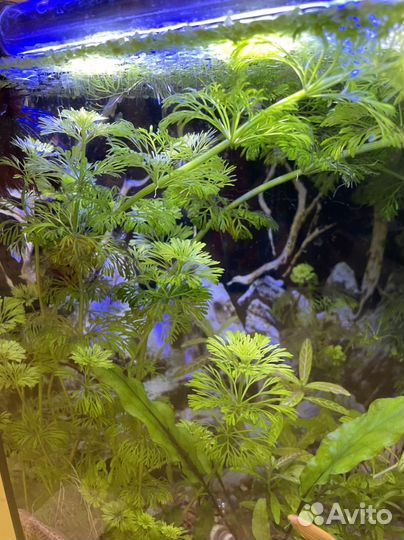 Водоросли для аквариума