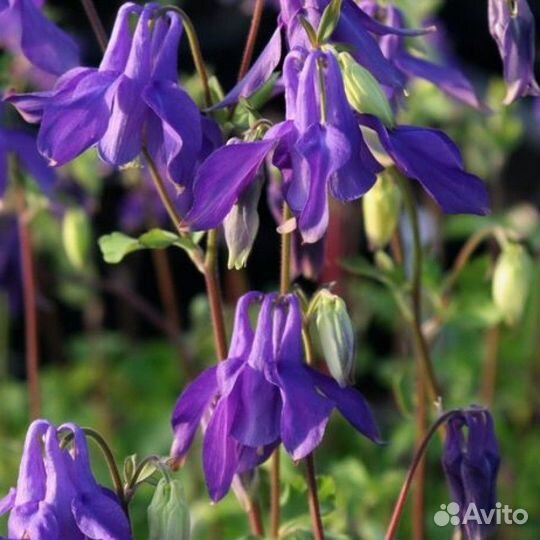 Многолетние растения для сада