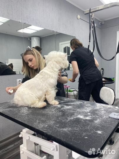 Тримминг собак разных пород