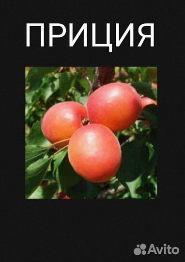Абрикос Приция
