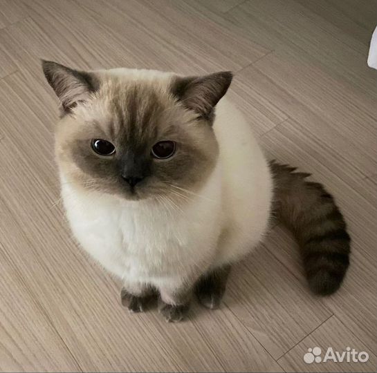 Семья котиков для доставки