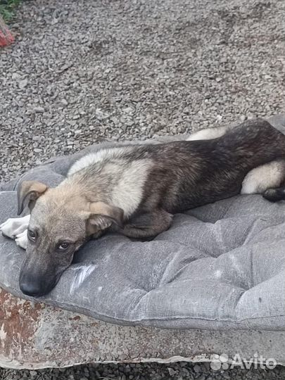 Щенок в добрые руки