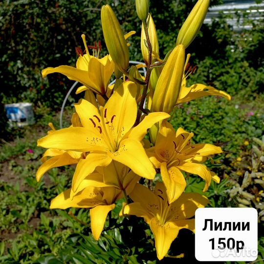 Цветы для сада