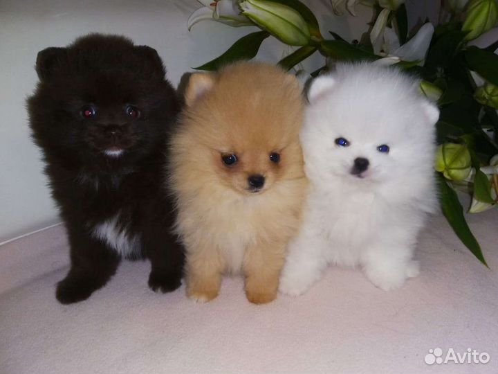 Super mini Померанский шпиц