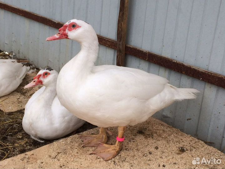 Утята мускусной утки (индоутки) белые