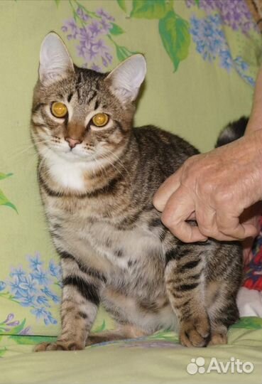 Котенок в добрые руки