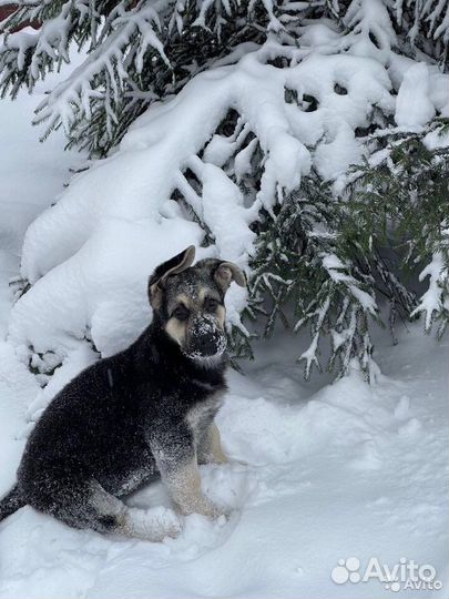 Шикарные щенки восточно-европейской овчарки