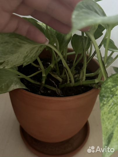 Растение лиана с горшком