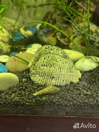 Улитки мелании