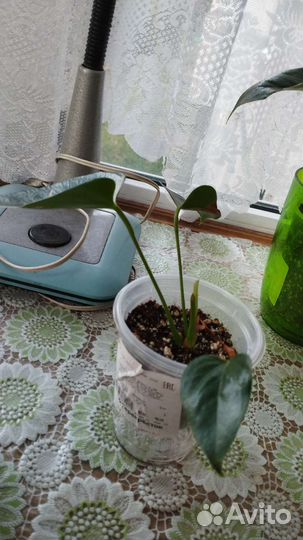 Антуриум розовый Джоли (комнатные 4)