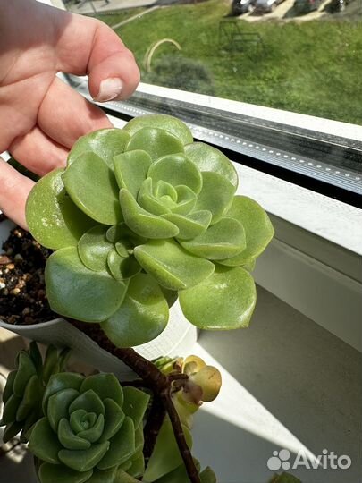 Аэонимум lilu pad