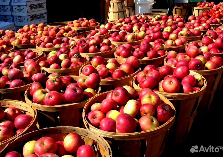 Разнорабочий на сезон