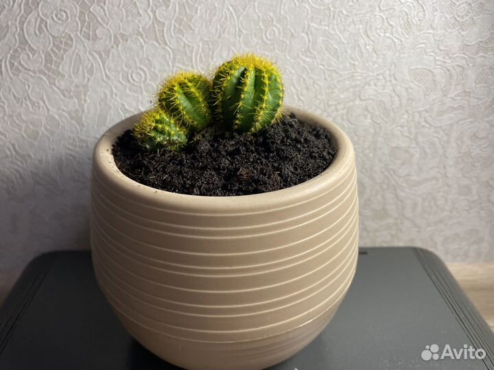 Кактус Цветной Микс