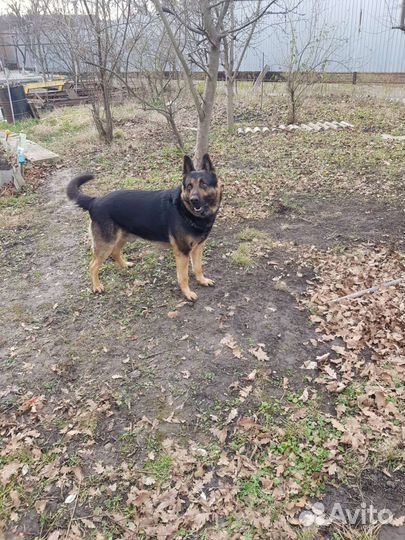 Немецкая овчарка вязка