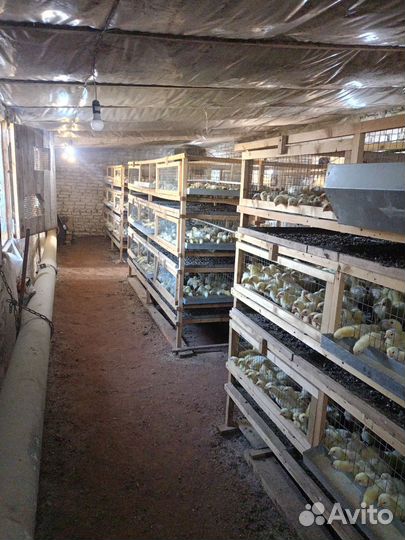 Цыплята Бройлер подрощенный