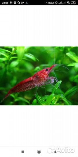 Продажа аквариумных креветок