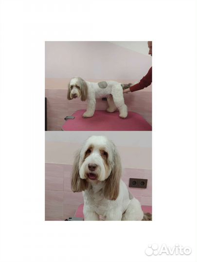 Грумер стрижка собак