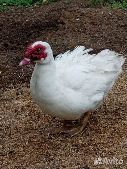 Индоутки-мускусные