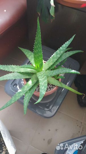 Комнатные растения