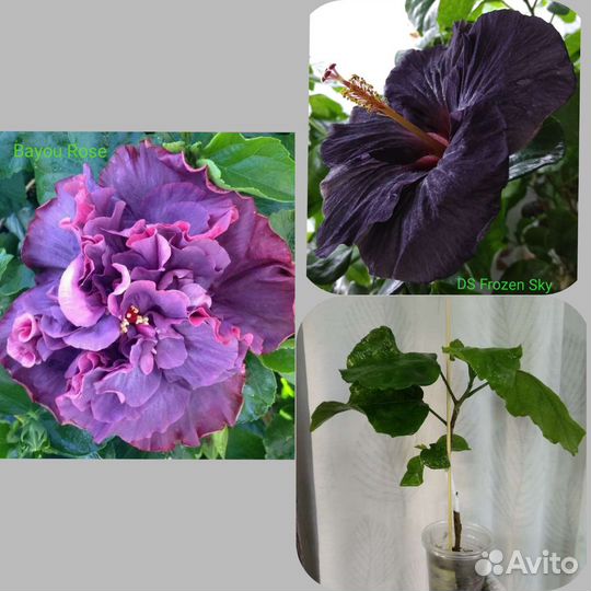 Гибискусы сортовые. Двойные прививки