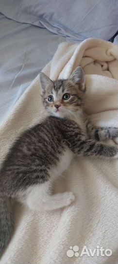 Котята в добрые руки, 1 месяц