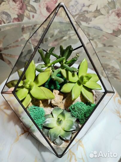 Цветы, Растения, суккуленты, Флорариум, мох