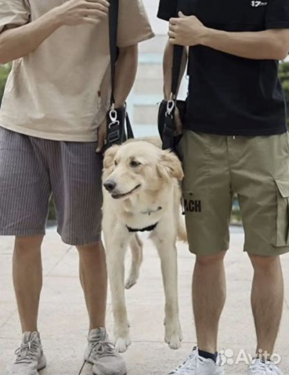 Упряжь-шлейка для неходящих собак