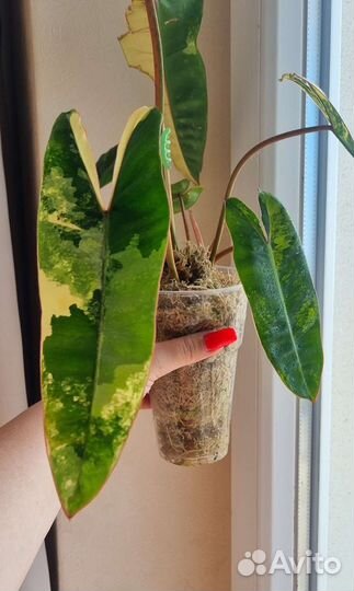 Филодендрон биллитау вариегатный