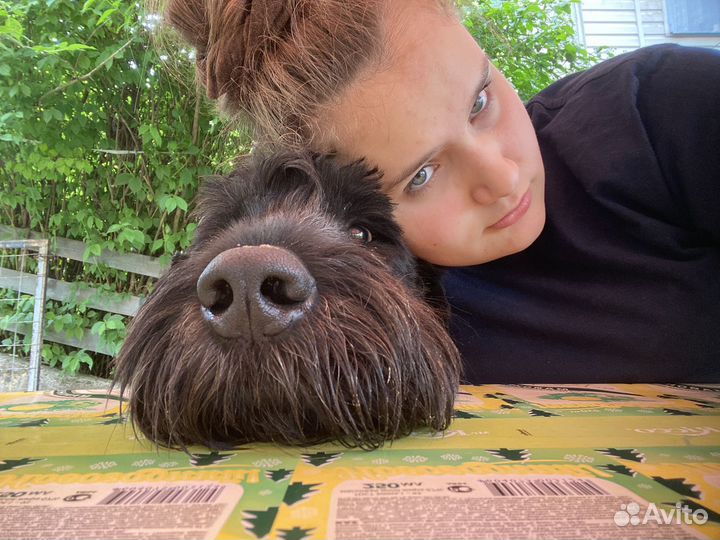 Щенки ризеншнауцера