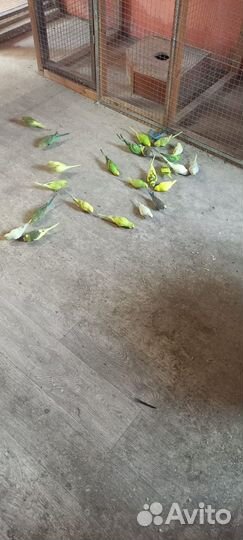 Продаю попугаев