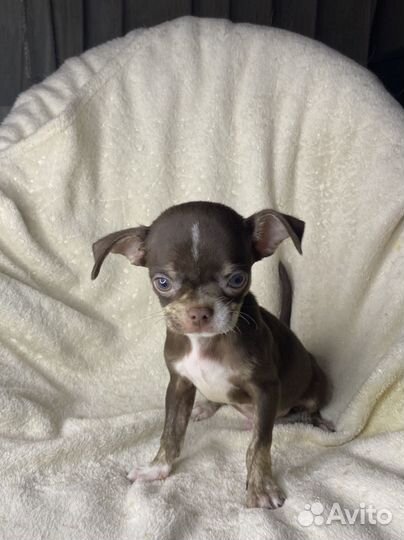 Щенки чихуахуа