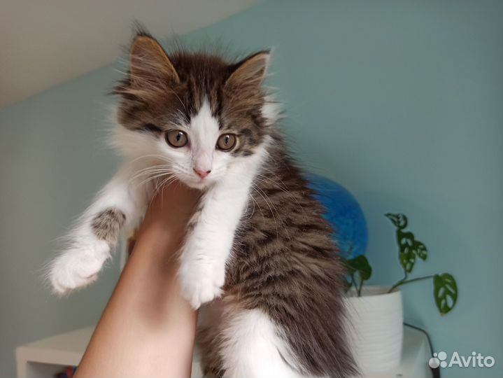 Очень милый котенок