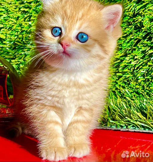 Очаровательнейшие малыши британцы золотого окраса