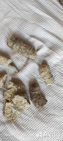 Окаменелости