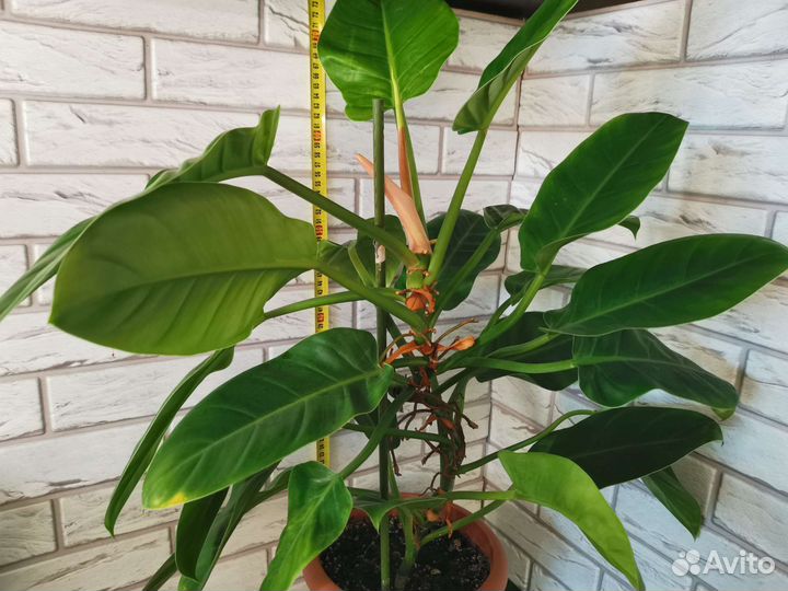 Филодендроны крупномеры
