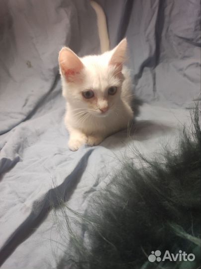 Котёнок в надёжные руки)