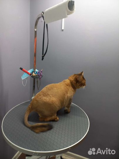 Стрижки и уход за домашними животными