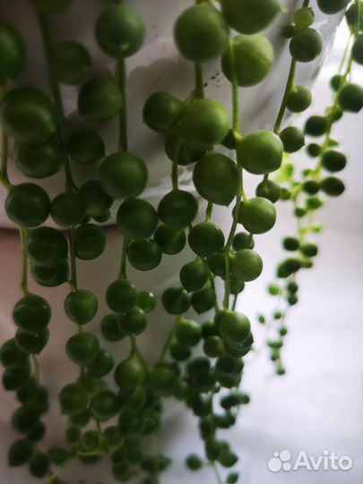 Крестовники Роули, Дельфины, Арчера