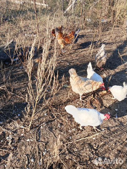 Куры несушки