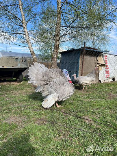 Индюшки индюки аспидные голубые