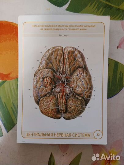 Карточки по Анатомии цнс