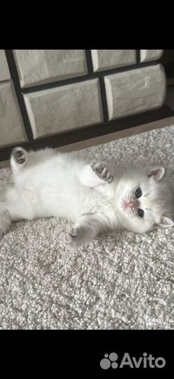 Шотландские котята